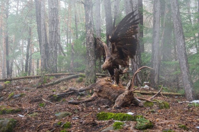 Потрясающие птицы: объявлены победители фотоконкурса Bird Photographer of the Year 2025 - Интернет технологии.