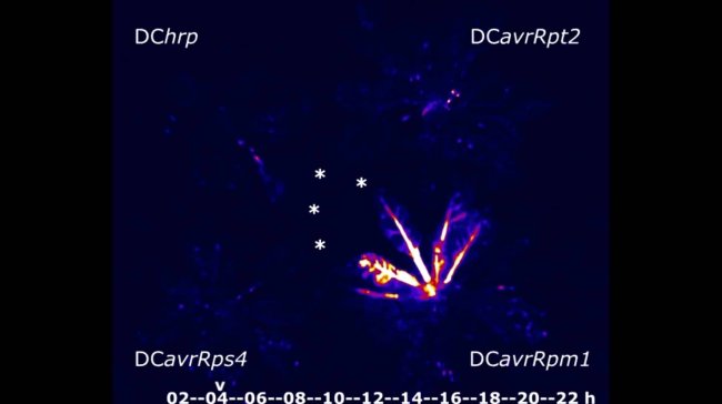 Ботаники обнаружили у растений систему раннего оповещения о нападении бактерий - Интернет технологии.