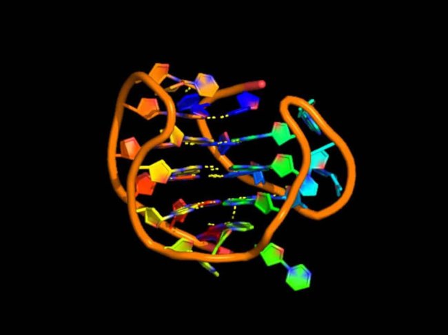 Ученые разработали модель для картирования G-квадруплексов в тканях - Интернет технологии.