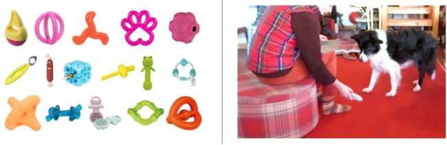 Собаки, лучше запоминающие слова, оказались инициативнее в играх с хозяевами - Интернет технологии.