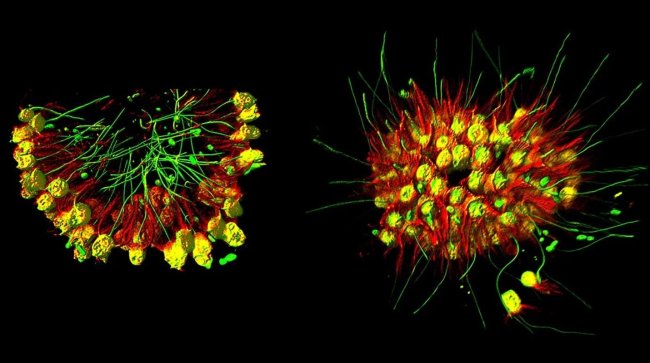 Биологи превратили одноклеточный организм в многоклеточный сразу двумя способами - Интернет технологии.
