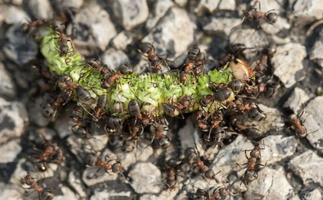 У гусениц нашли еще один способ обманывать муравьев - Интернет технологии.