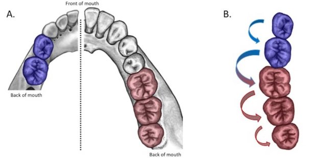 Популярная эволюционная модель оказалась основана на математической ошибке - Интернет технологии.