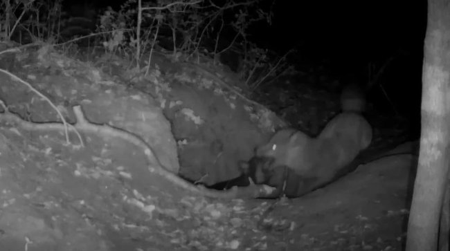 Уникальные кадры: камера впервые поймала момент нападения лисы на волчонка - Интернет технологии.