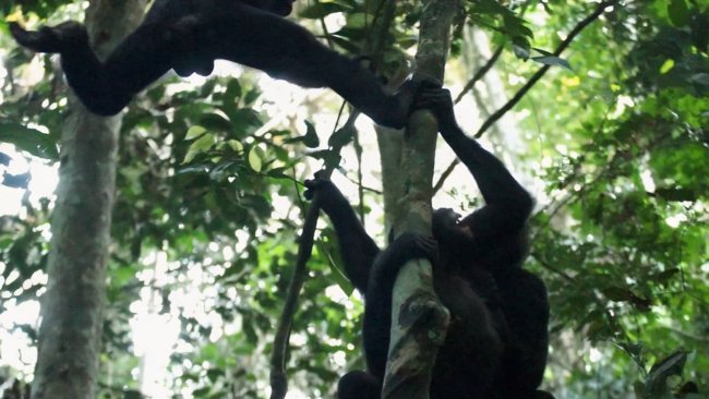 Самцы бонобо отследили репродуктивные циклы самок, чтобы повысить шансы на потомство - Интернет технологии.