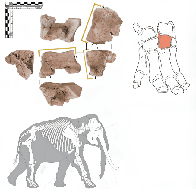 В Испании нашли кость боевого слона из армии Ганнибала - Интернет технологии.