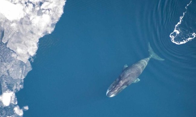 Гренландский кит, способный жить до 200 лет, наконец раскрывает свой секрет долголетия - Интернет технологии.