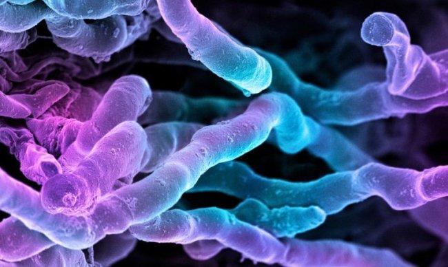 Новый мощный антибиотик десятилетиями «прятался на виду» - Интернет технологии.