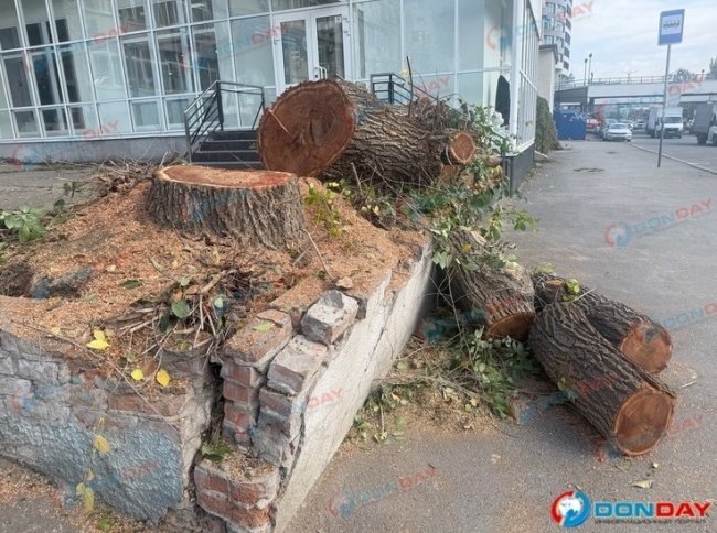 Ростовчан взволновала вырубка деревьев на Береговой