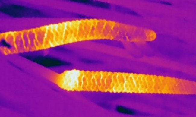 Древняя форма растительной коммуникации до сих пор привлекает опылителей с помощью тепла - Интернет технологии.