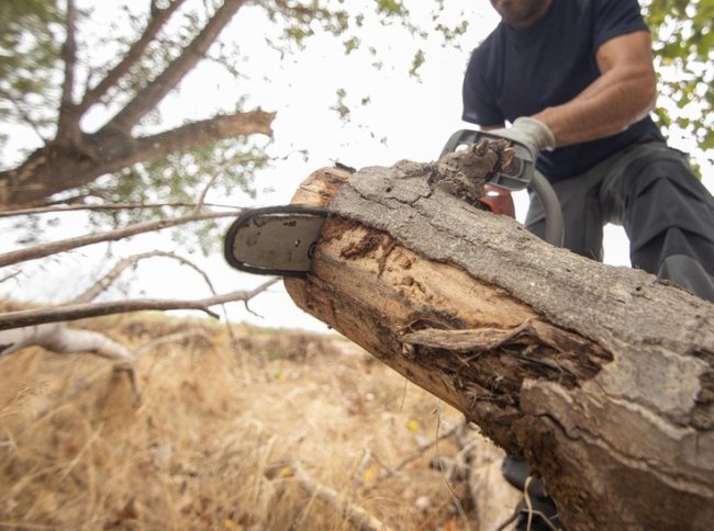 Проблему аварийных деревьев в Зуевке решили после обращения к губернатору