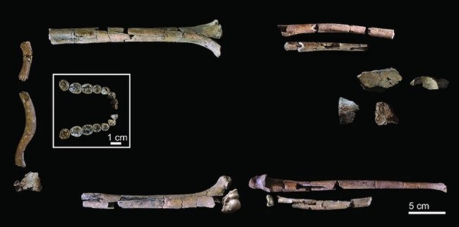 «Самый полный из когда-либо найденных» скелетов предка человека раскрыл его сильные руки - Наука.