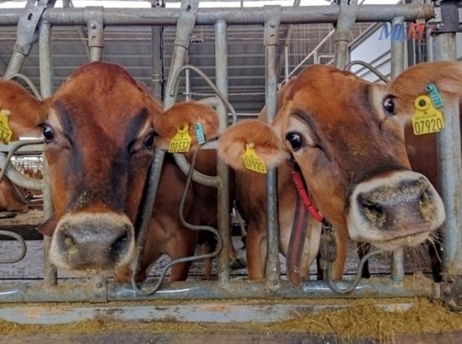 В Калужской области введён карантин по лейкозу КРС