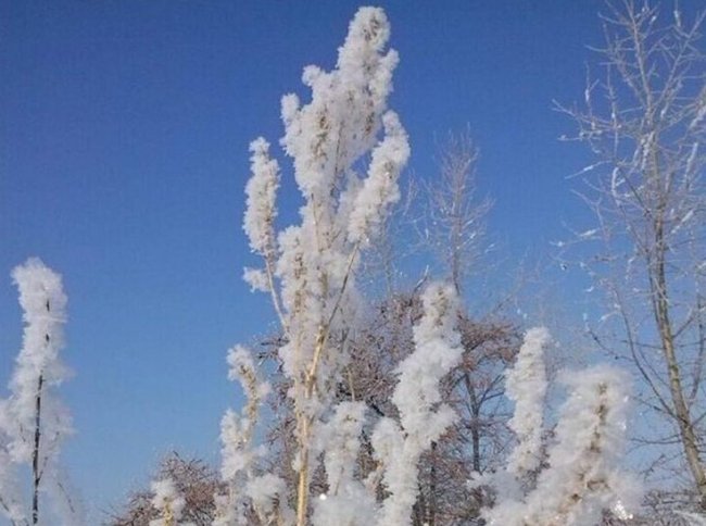 В МЧС по Воронежской области сообщили о штормовом предупреждении из-за мороза