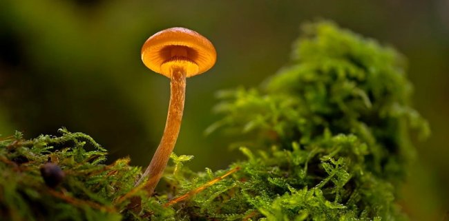 Жуки и грибы мешают разработке крупного месторождения редкоземельных металлов - Наука.