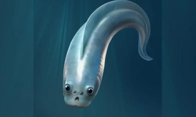 Древнейшие предки людей оказались четырехглазыми существами - Интернет технологии.