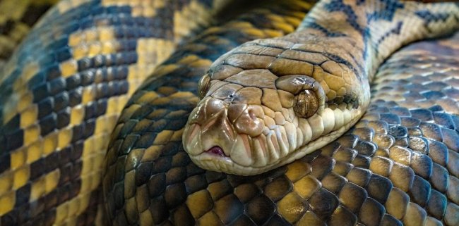 Кровь змей натолкнула ученых на создание лекарства от ожирения - Наука.