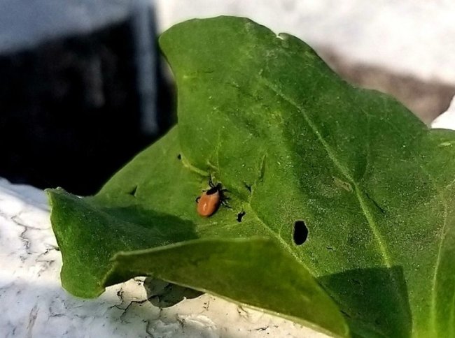 С приходом весны 14 человек пострадали от укусов клещей в Петербурге