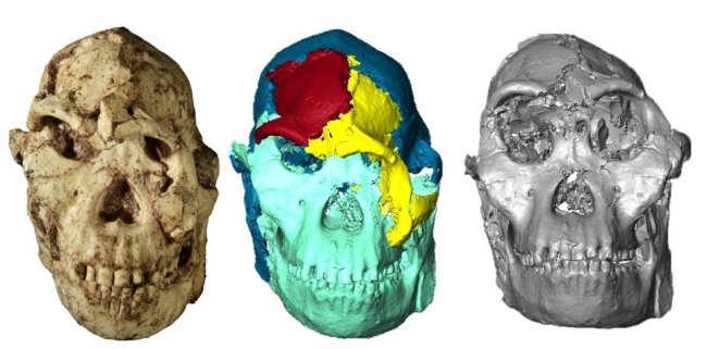 Ученые реконструировали лицо «родственника» человека, жившего 3,7 миллиона лет назад - Наука.