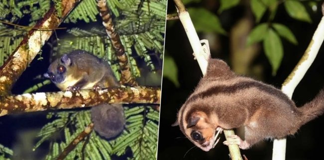 В Индонезии нашли животных, считавшихся вымершими 6000 лет назад - Наука.