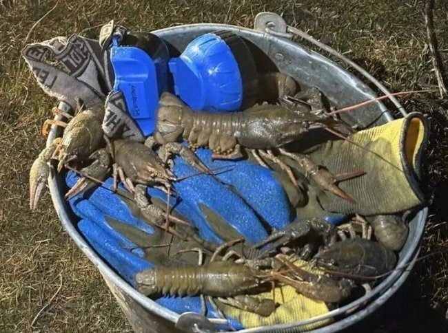 За незаконную ловлю раков донскому рыбаку грозит два года лишения свободы