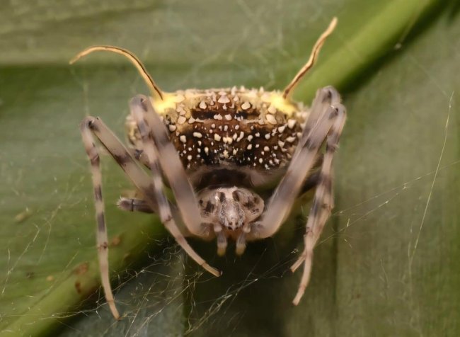 Живой «труп»: новый амазонский паук копирует зараженных грибом сородичей - Интернет технологии.