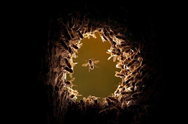 Откровения дикой природы: представлены новые фотографии National Geographic - Интернет технологии.
